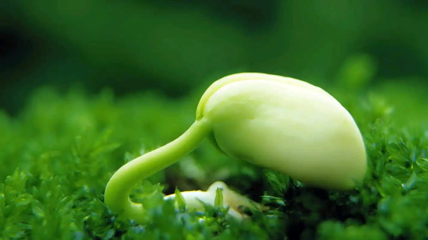 小清新嫩芽绿色护眼精选高清桌面壁纸大全下载