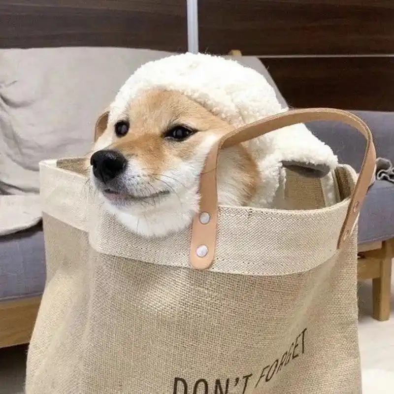 沙雕又不失可爱系列 女生头像 萌宠头像 沙雕又不失可爱系列 女生头像