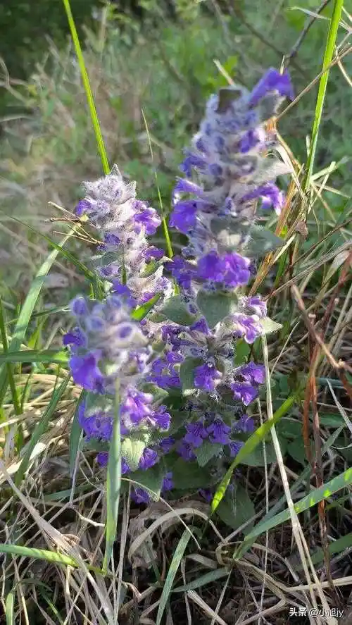 辽宁野生花草集|我在山上见过的40种美丽野生花草,你见过几种?