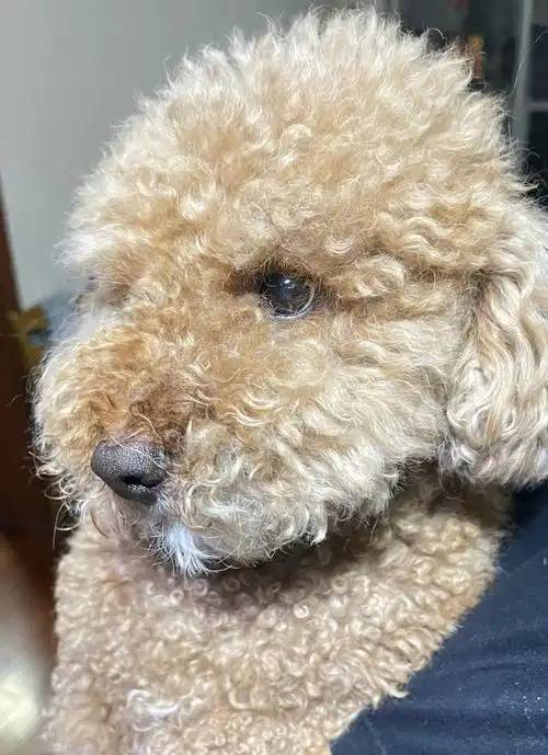 谁家小熊毛毛这么多呀