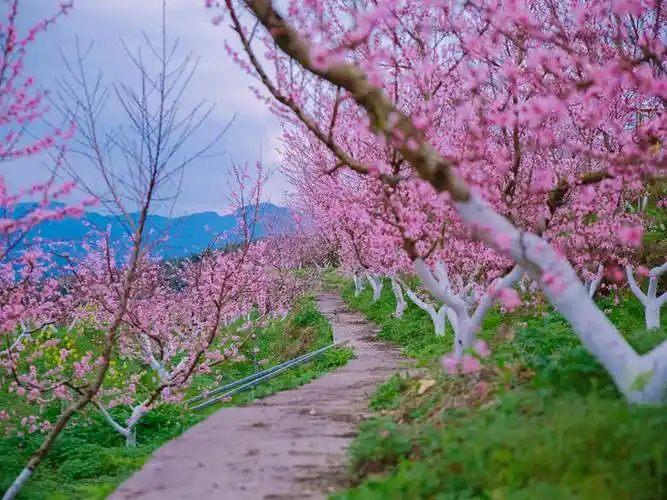 之江春景图丨浙里春正好