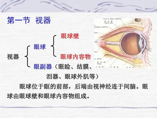 正常人体解剖学感觉器