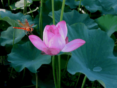 诗词 咏莲三首——[原创]超然物外拒蜻蜓.