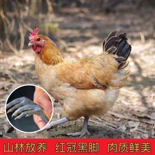 大别山黑脚现杀老母鸡土鸡笨鸡农家散养走地鸡包邮