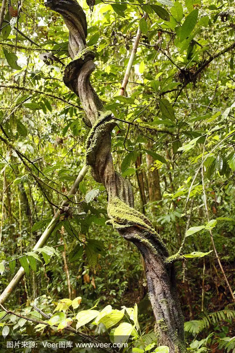 热带雨林中的藤本植物