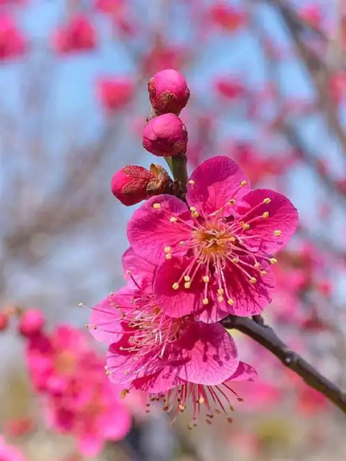 绘画素材梅花香自苦寒来