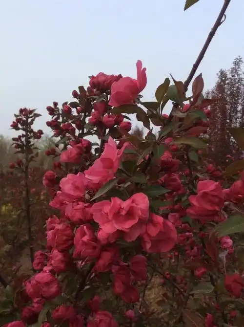 北美凯尔斯大花重瓣海棠