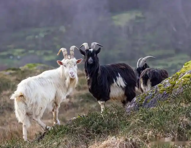 农村土山羊的养殖方法_管理_繁殖_草场
