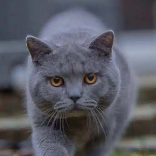 蓝猫价格大概多少钱一只英短猫多少钱一只