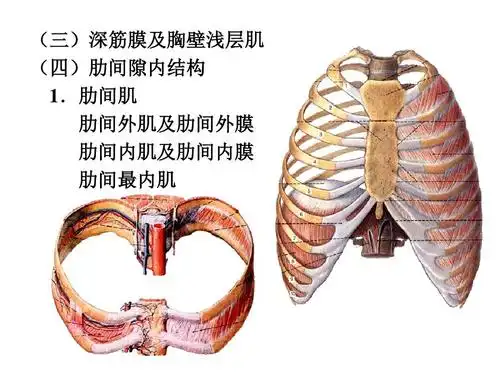 胸部局部解剖学ppt