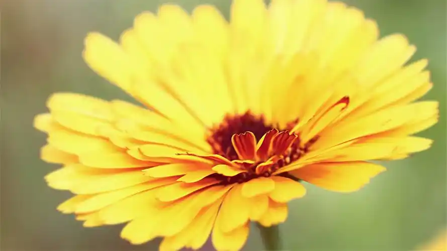 好看的清新花卉植物唯美图片护眼桌面壁纸高清(1)