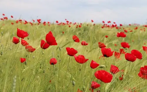 鲜艳唯美的罂粟花电脑壁纸
