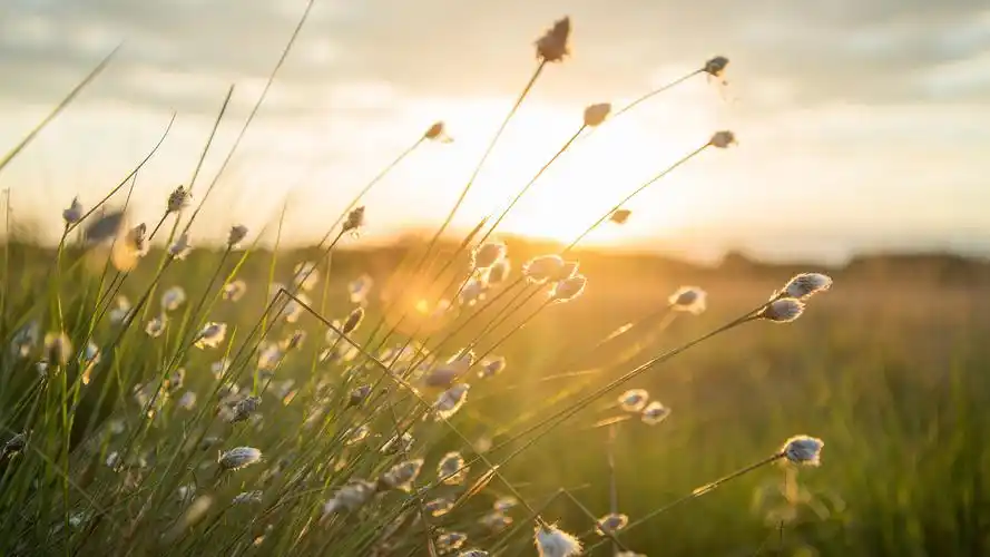 清新养眼花卉图片桌面壁纸
