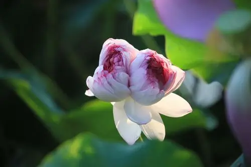 16日,荷花池荷塘一株千瓣并蒂莲盛开,引来众多市民观赏.