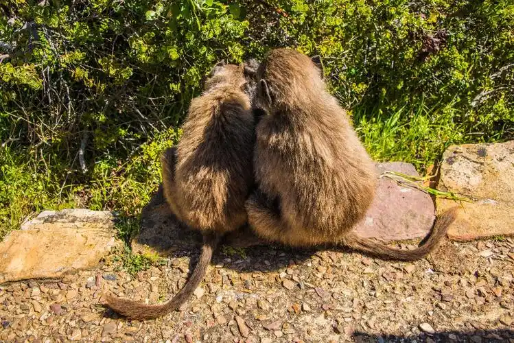 2017年10月南非之行 - 野生动物专辑100张