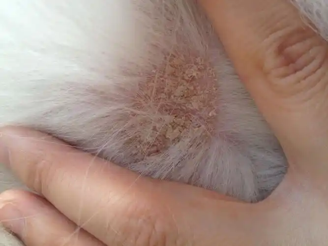 急急急~狗狗皮肤病~请各位大神看看是什么类型的~详细点谢谢