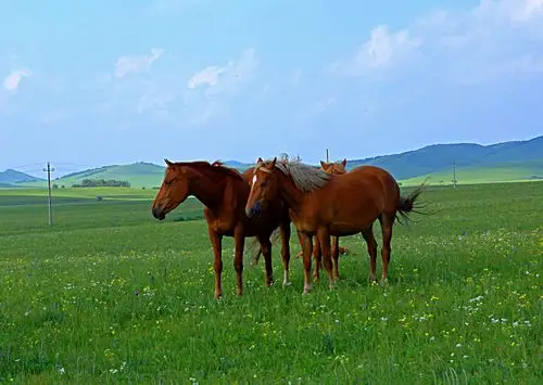 其它 骏马奔腾 写美篇- - - - -赤峰坝上蓝天白云,绿草成茵,植被五颜