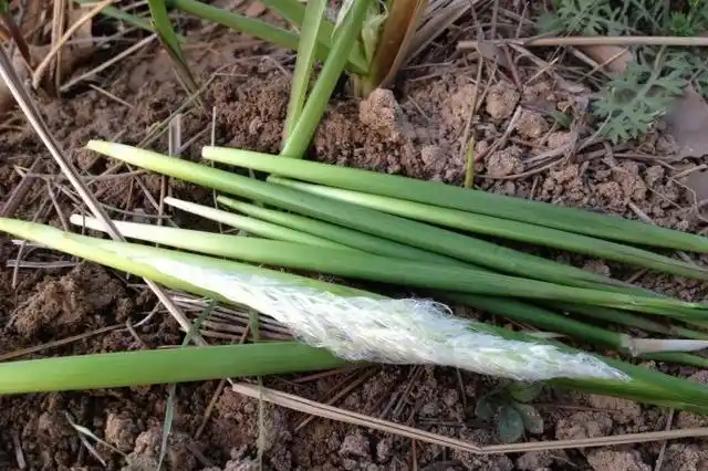 每到开春的时候就会去采摘,而且冬天经过火烧的茅草长出来的毛毛芽