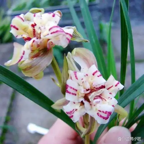 这款老种下山兰养一棵太带劲如彩虹般绚烂人称最美兰花