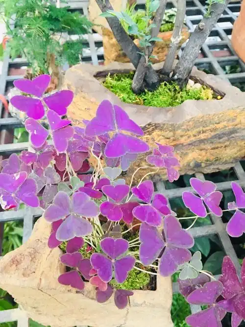 紫色的幸运草,希望大家good luck