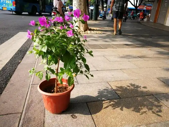 小年糕手机摄影‖90°侧光拍摄