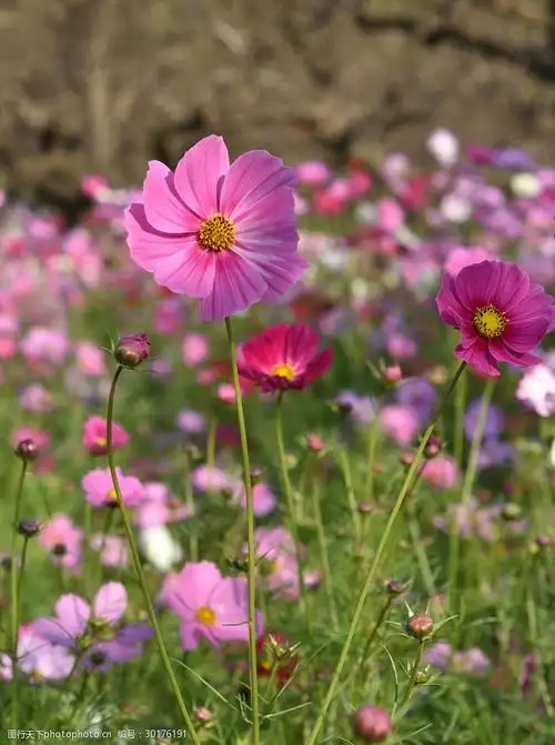 关键词:淮安柳树湾格桑花 格桑花 花 自然风景 柳树湾 植物 摄影 自然