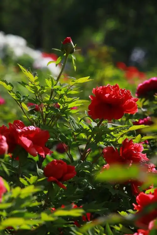 750_1125竖版 竖屏