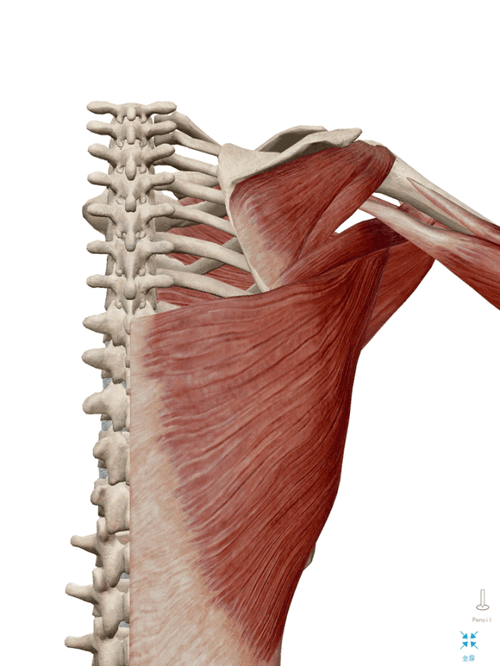 肩胛功能紊乱时有什么伤害?