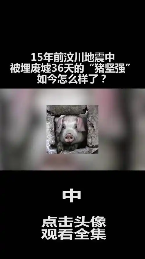 15年前汶川地震中,被埋废墟36天的"猪坚强",如今怎么样了?
