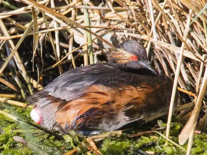 满喜拍摄 黑颈鸊鷉,小巧玲珑,活泼可爱