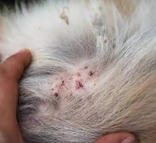 什么是狗的毛囊炎