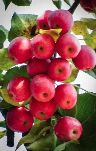 百年的海棠树结出丰硕果实