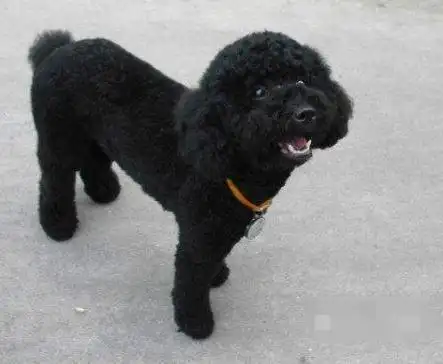 纯黑色泰迪怎么打扮好看5大招告诉你怎么做