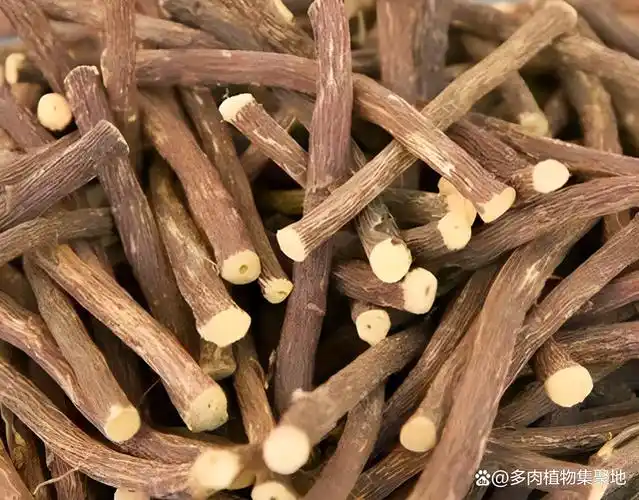 俗称叫甘草,又有"止咳之王"的美誉,老人咽痛咳嗽,总会想到它