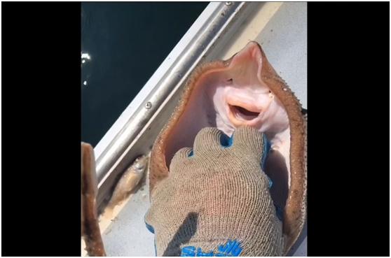 "微笑的鱼"?美国一男子分享了一段视频,岂料因此引燃舆论风暴