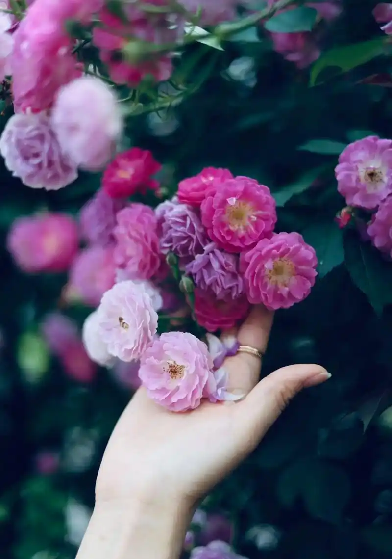 谁能拒绝春日里盛开的蔷薇花 #好看的花一定要分享给你 #花墙拍照