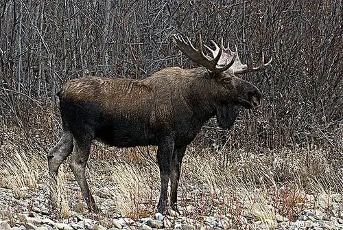 驼鹿图片_图片大全