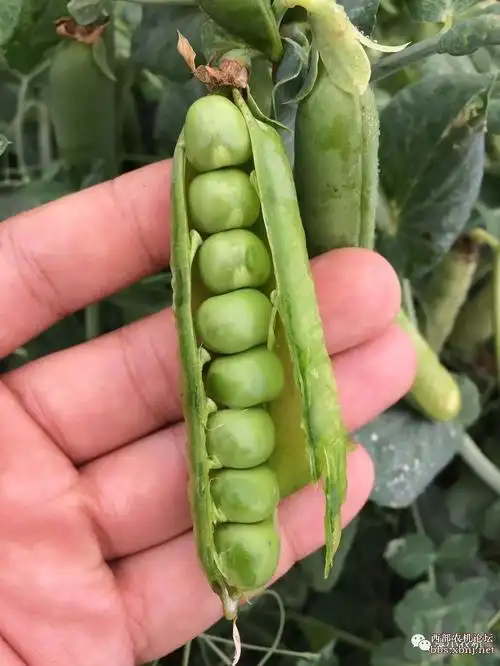 8000亩豌豆收获就靠这小哥俩儿.