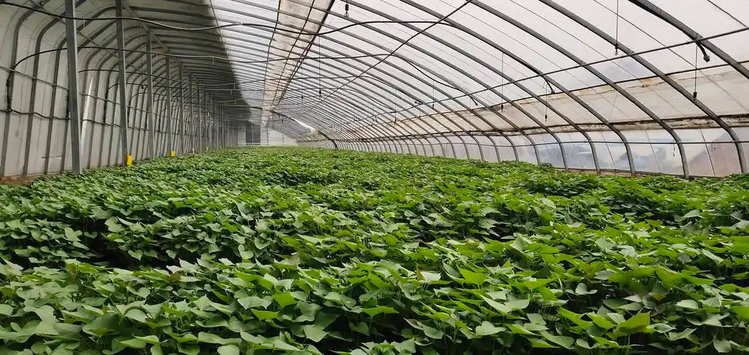 伊川县鸦岭镇:百位农场主5000亩"岭上农场"种红薯_种植_农业公司_发展