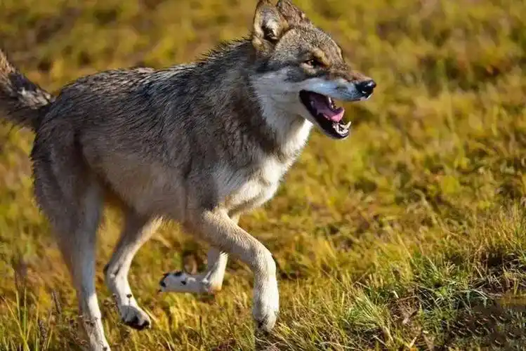 狼与狗的爱情故事:发情母狼随公狗回村,生下小狗后长居于此_村民_笼子