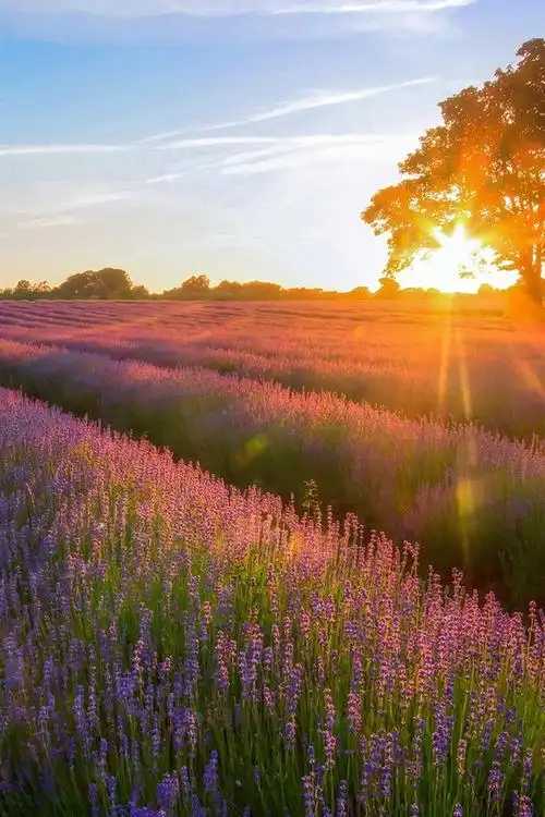 夕阳下的薰衣草花园 640x1136 iphone 5/5s/5c/se 壁纸,图片,背景