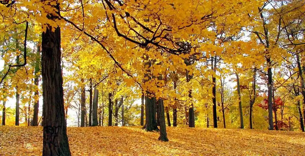 原创为赶时髦杭州60岁阿姨喝秋天里的第一杯奶茶结果进医院了