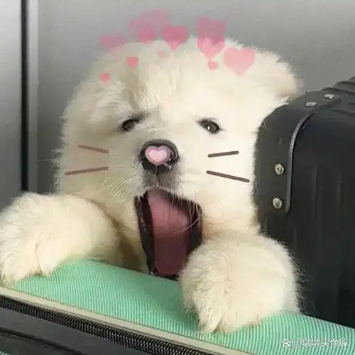 可爱狗子!呆萌呆萌的狗子头像