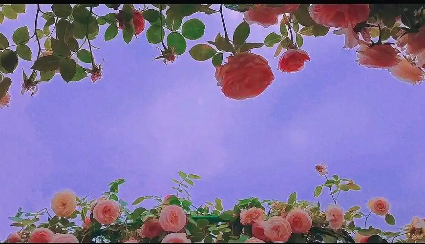 不过时的浪漫花