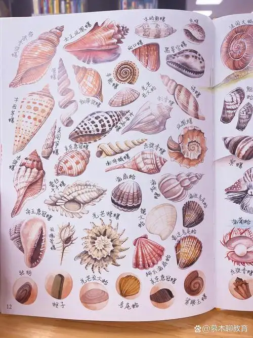 大自然美学|贝壳图鉴 钙质的贝壳90,守护者软体动物的身体,他们为