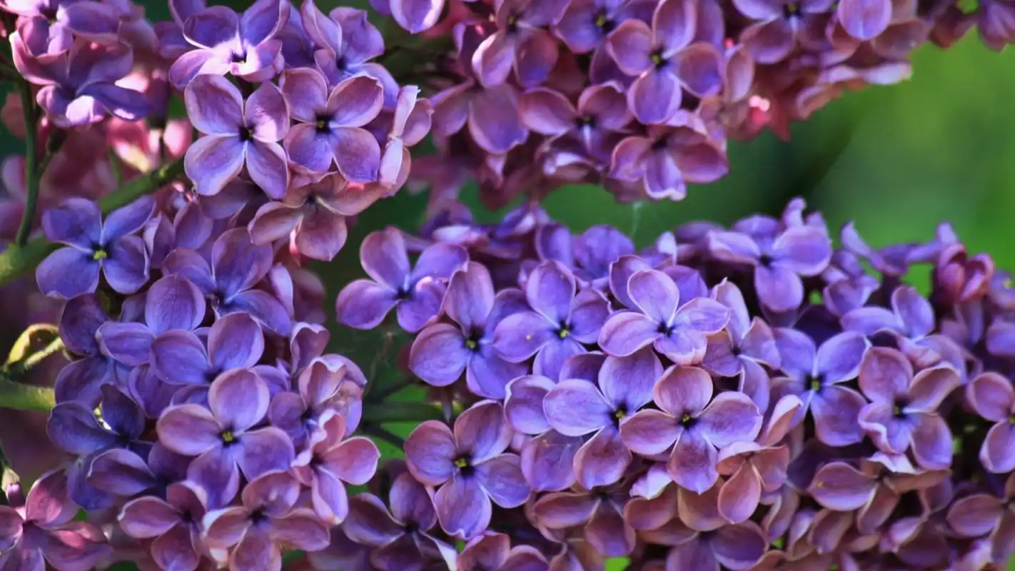 唯美丁香花小清新高清桌面壁纸