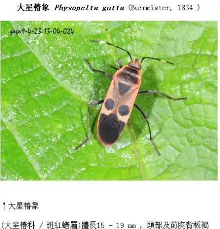 展开全部 椿象(臭屁虫) 学名叫"椿象",也叫 "蝽". 具体品种可能是