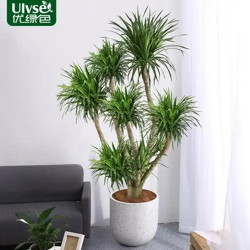 多杆龙血树老桩盆栽造型龙须树多头客厅前台办公室大型网红绿植物