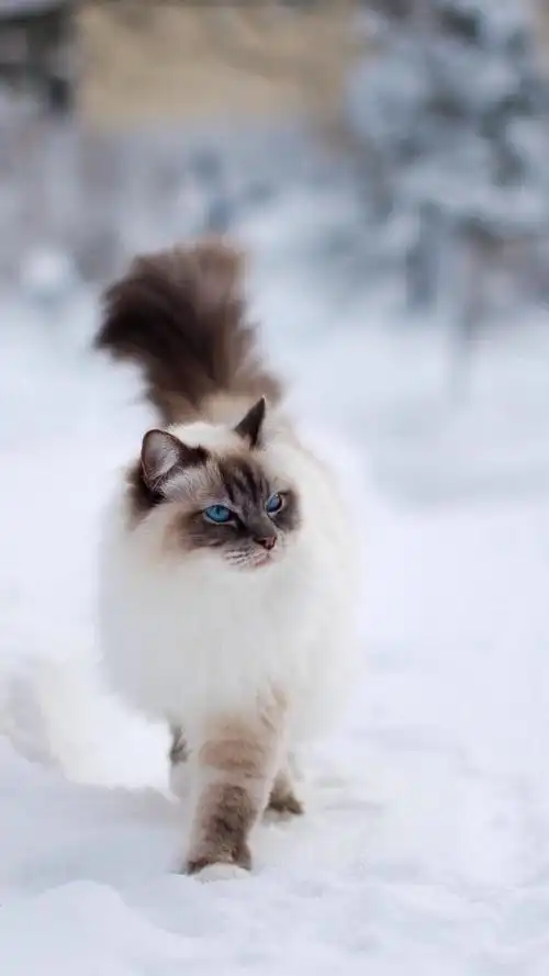 高冷ing猫宠物喵星人萌萌哒