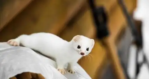 民间故事:一只修行中的白毛黄鼠狼